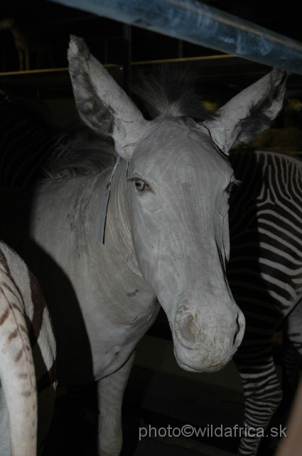 DSC_0279.JPG - White specimen of Grevy's Zebra (Equus grevyi)