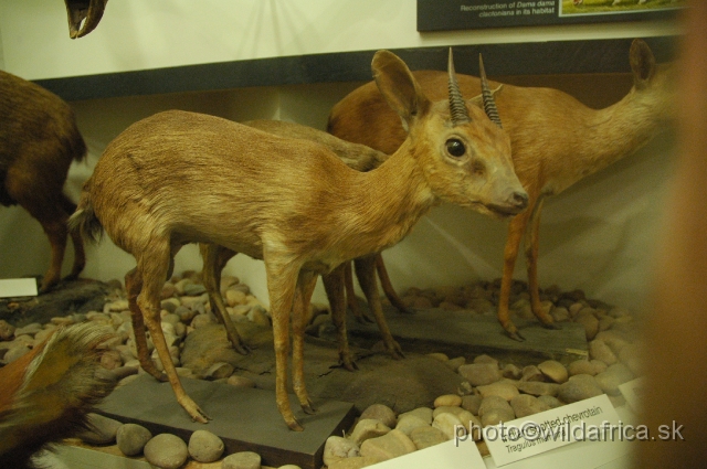 DSC_03122.JPG - Suni Antelope (Nesotragus moschatus)
