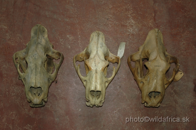 DSC_04545074.JPG - Three lion skulls (Cape lion in the middle)