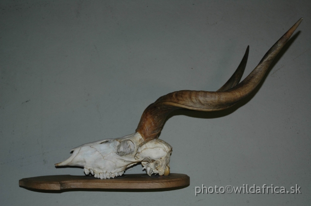 DSC_0171+.jpg - Skull of Mountain Nyala (Tragelaphus buxtoni).