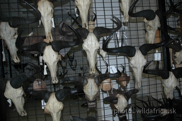DSC_0190.JPG - Collection of wildebeest skulls.