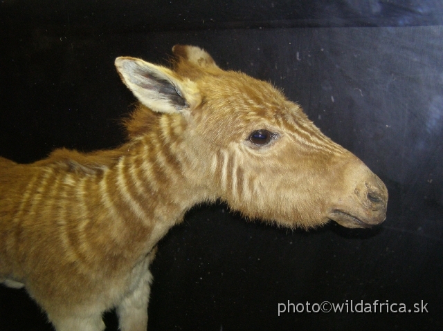 PA121701.JPG - This young zebra was taxidermically re-maded by prof. Rau, the leading person of re-breeding quagga project. Other specimens of quagga are in collections of European museums.