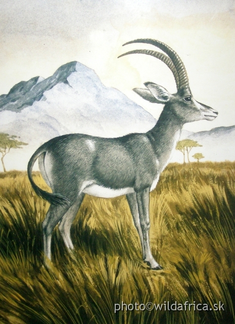 PA121731.JPG - Blaubok, or Blue Antelope (Hippotragus leucophaeus) - another extinct species of mammal formerly distributed in South Africa.