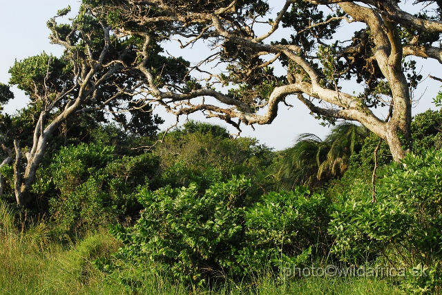_DSC2372.JPG - Habitat diversity of St Lucia Wetland Park