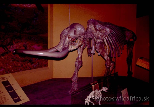 Mastodon.JPG - Mastodon americanus