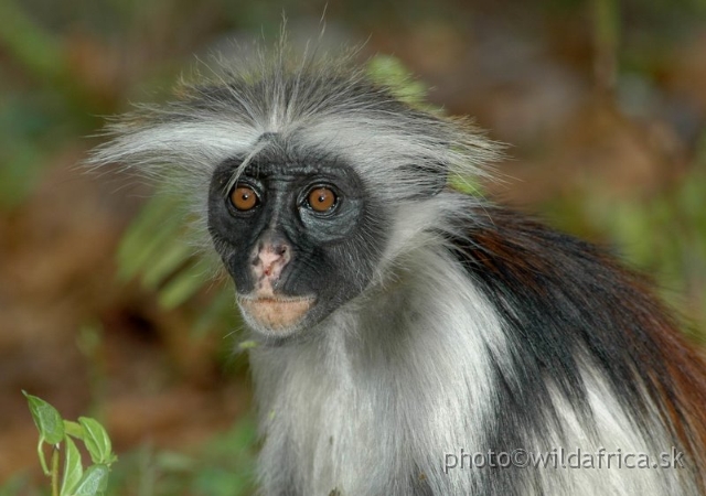 DSC_1105.JPG - Zanzibar Red Colobus Monkey (Piliocolobus kirkii), 2006