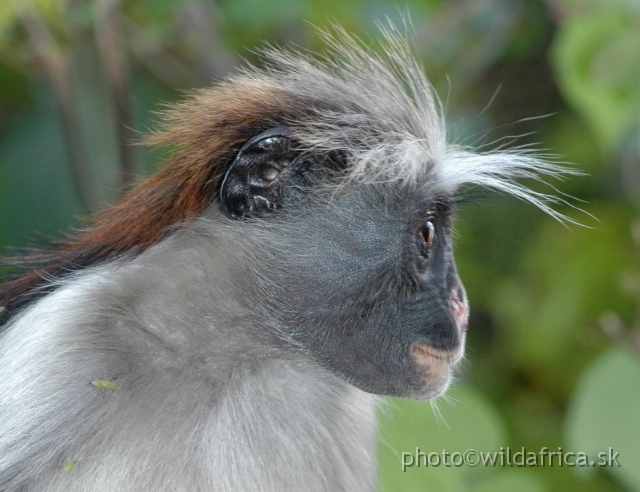 DSC_1110.JPG - Zanzibar Red Colobus Monkey (Piliocolobus kirkii), 2006