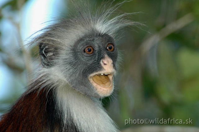 DSC_1223.JPG - Zanzibar Red Colobus Monkey (Piliocolobus kirkii), 2006