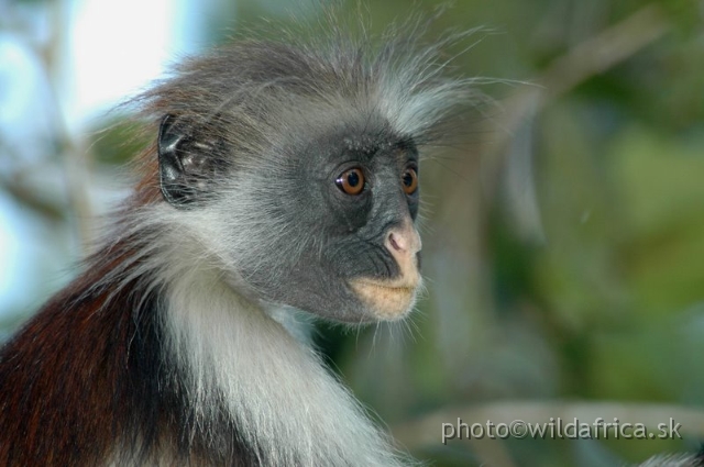 DSC_1224.JPG - Zanzibar Red Colobus Monkey (Piliocolobus kirkii), 2006